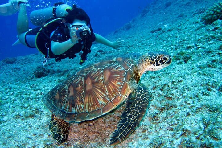 Mirissa Snorkeling with Sea Turtles: 2-Hour Guided Marine Adventure