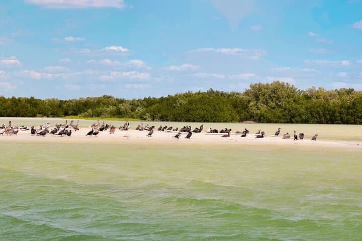 Isla Columpios and Progreso Day Trip: Swim the Swings & Walk Progreso Pier photo 4