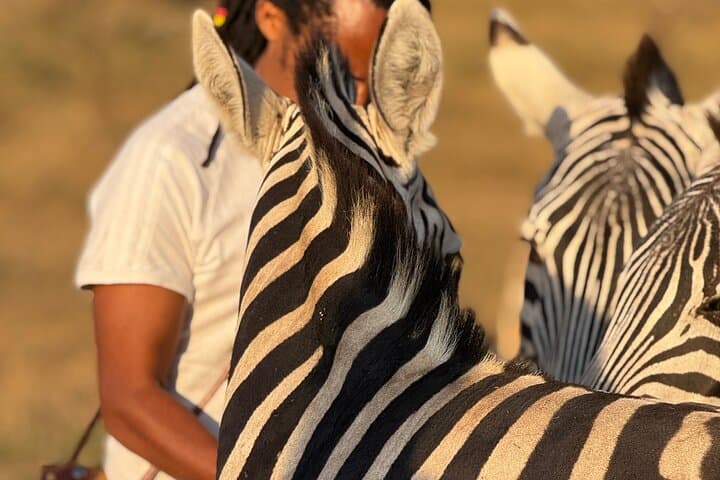 Serval Wildlife Sanctuary & Hot Springs — Guided Wildlife Walk from Moshi