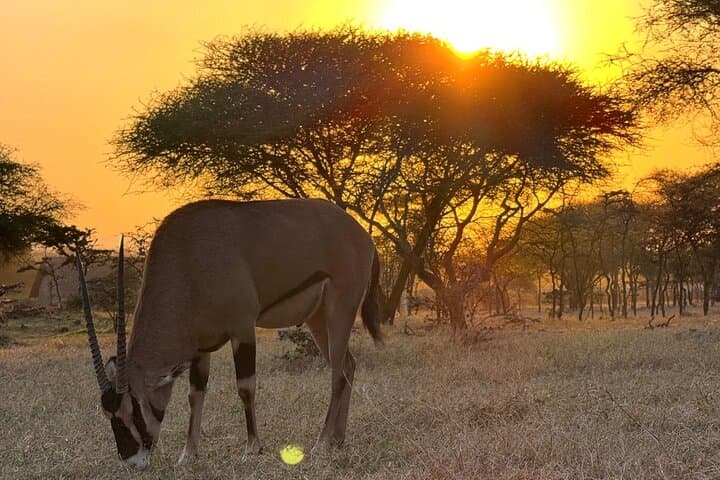 Serval Wildlife Sanctuary & Hot Springs — Guided Wildlife Walk from Moshi photo 2