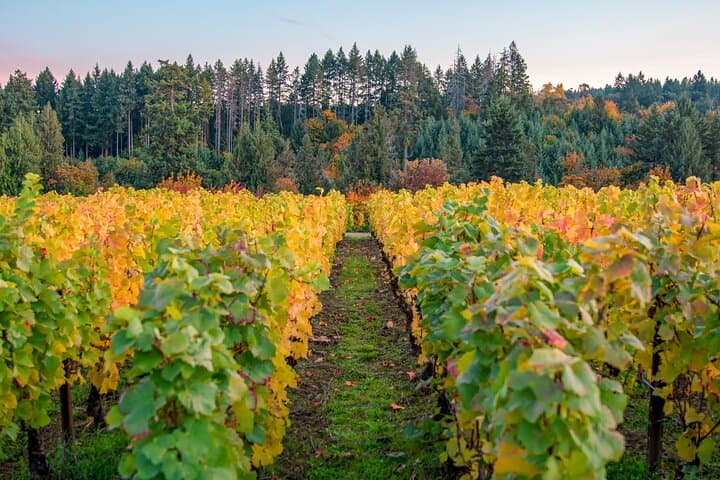Private Walking Wine Tour at Ardiri Winery — Tasting & Barrel-Room Experience photo 2