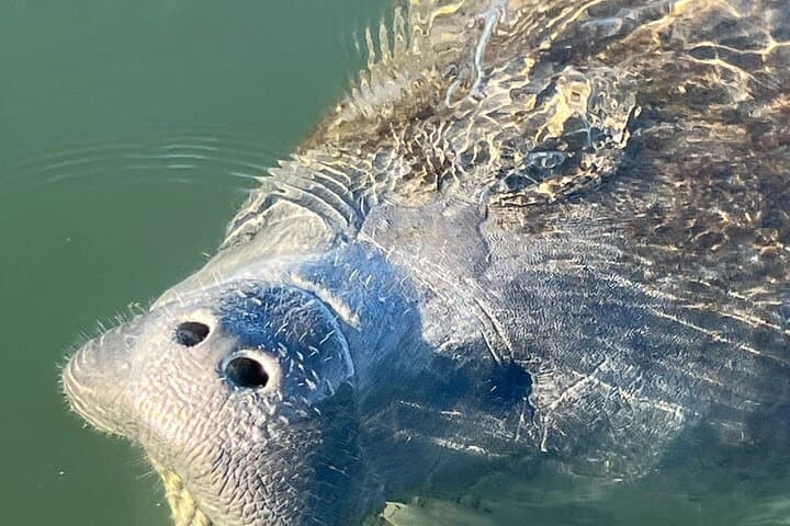 Crystal River Kings Bay Eco Sunset Cruise — Manatee & Dolphin Wildlife Tour photo 2