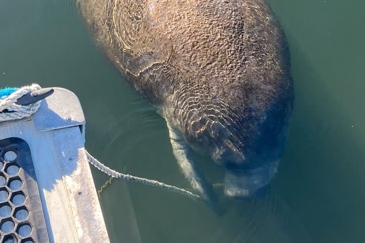 Crystal River Kings Bay Eco Sunset Cruise — Manatee & Dolphin Wildlife Tour photo 3