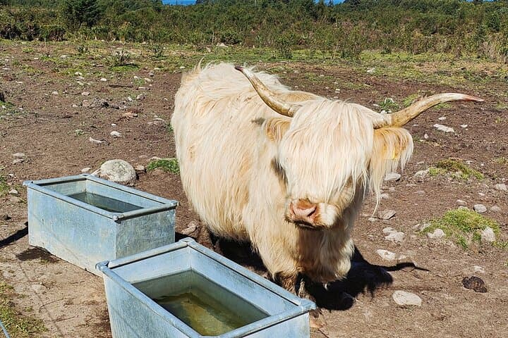 Private Loch Ness Shore Tour from Invergordon — Urquhart, Culloden & Distillery Stops photo 2