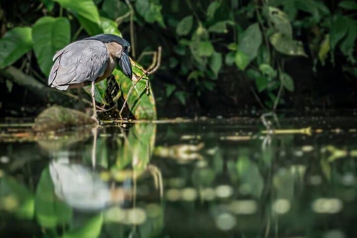 Silent Electric Canoe Wildlife Tour in Tortuguero National Park photo 3