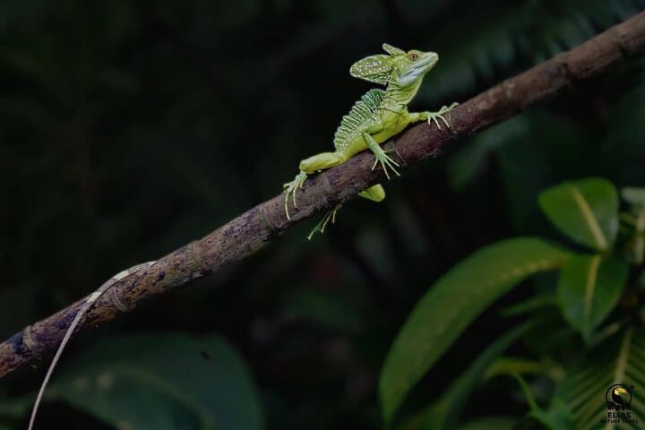 Silent Electric Canoe Wildlife Tour in Tortuguero National Park photo 4