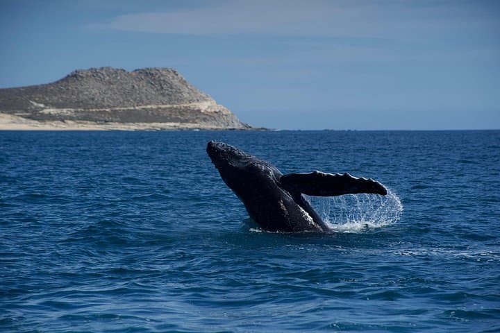 Up-Close Humpback Whale Watching in San Jose del Cabo — 2-Hour Marine Safari photo 1
