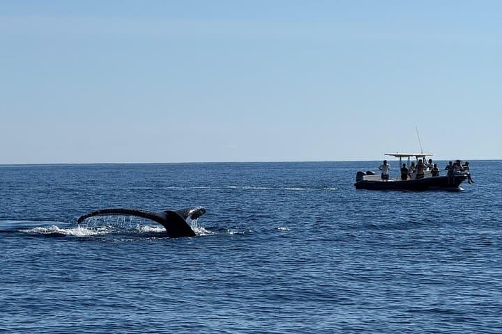 Up-Close Humpback Whale Watching in San Jose del Cabo — 2-Hour Marine Safari photo 2