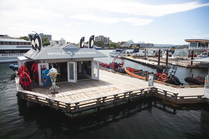 Victoria Zodiac Whale Watching Tour — Juan de Fuca & Haro Strait Wildlife Safari photo 5