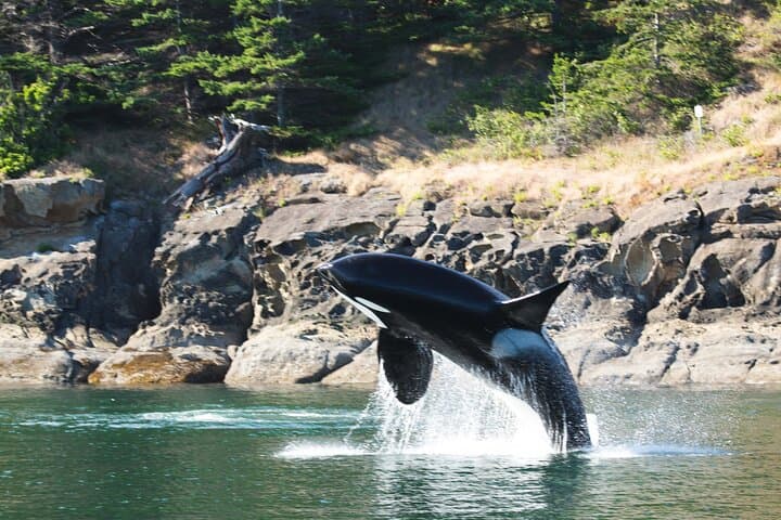 Victoria Zodiac Whale Watching Tour — Juan de Fuca & Haro Strait Wildlife Safari photo 3