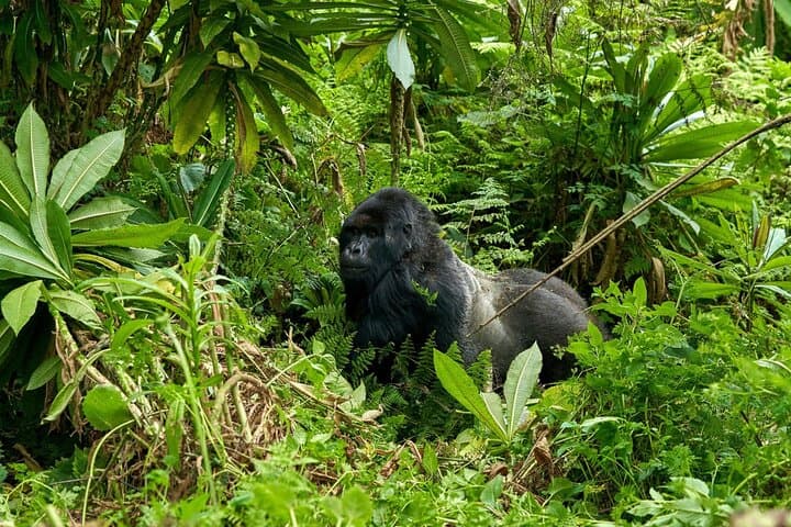 4-Day Gorilla Trekking and Kazinga Channel Safari — Bwindi to Queen Elizabeth photo 2