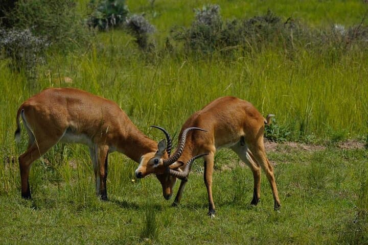 4-Day Gorilla Trekking and Kazinga Channel Safari — Bwindi to Queen Elizabeth photo 4