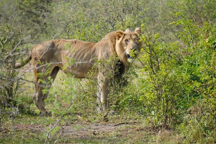 4-Day Gorilla Trekking and Kazinga Channel Safari — Bwindi to Queen Elizabeth photo 5