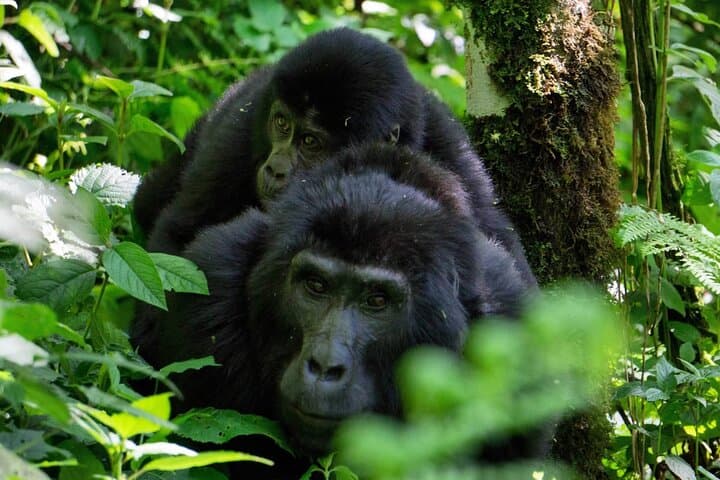 4-Day Gorilla Trekking and Kazinga Channel Safari — Bwindi to Queen Elizabeth photo 6