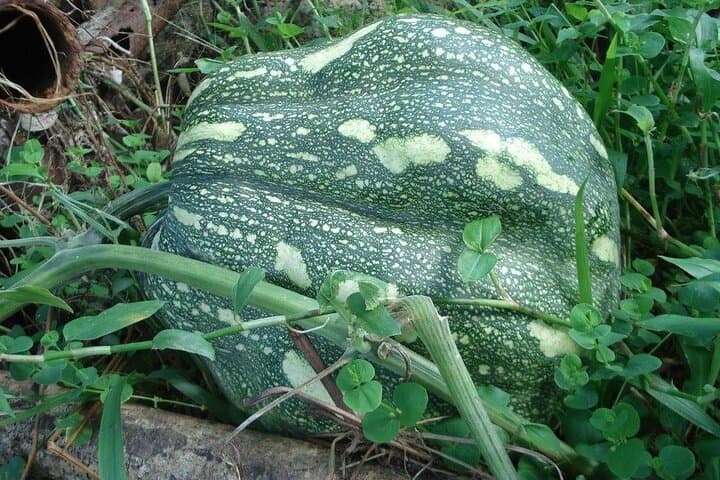 Esperance Estate Creole Farm-to-Table Tour with Gros Piton Views photo 3