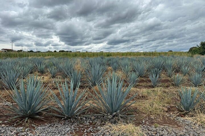 Private Tequila Tour: Agave Fields, Distillery Tasting & Cantaritos Celebration photo 6