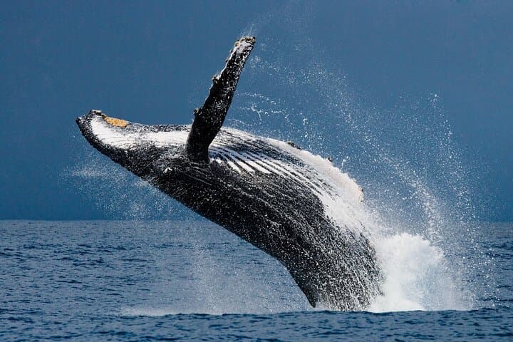 Oahu Whale Watching Catamaran: Waikiki Humpback Sail Experience photo 2