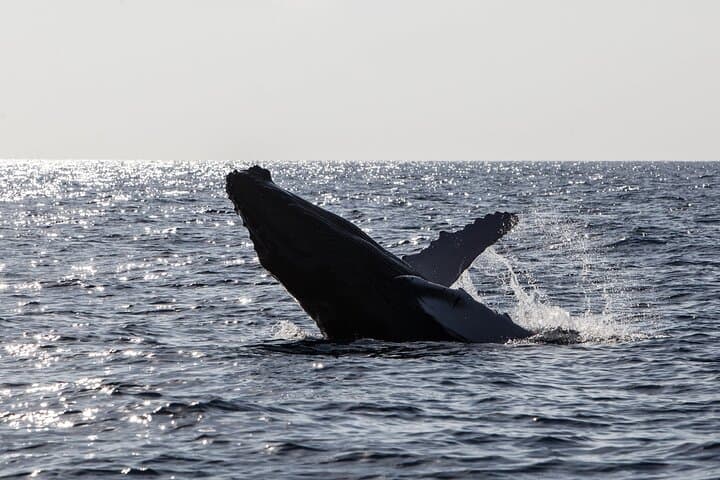Oahu Whale Watching Catamaran: Waikiki Humpback Sail Experience photo 3