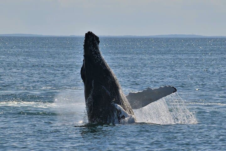 Oahu Whale Watching Catamaran: Waikiki Humpback Sail Experience photo 4