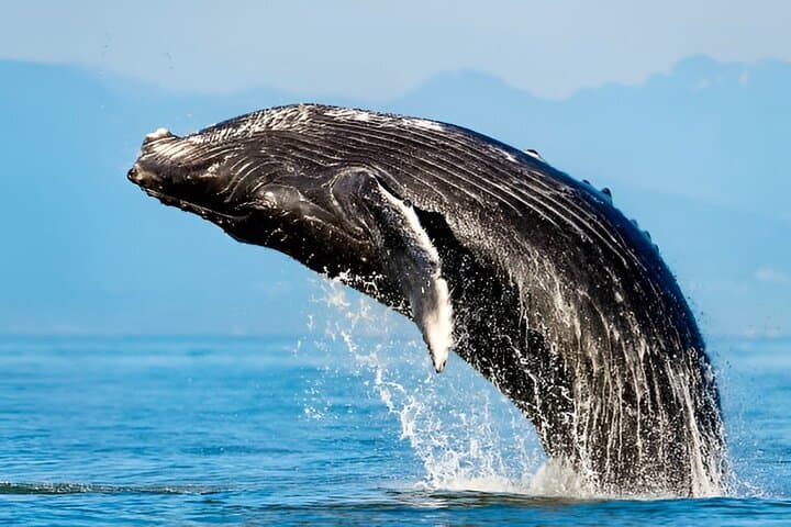 Oahu Whale Watching Catamaran: Waikiki Humpback Sail Experience photo 5