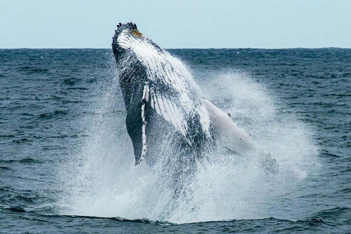 Oahu Whale Watching Catamaran: Waikiki Humpback Sail Experience