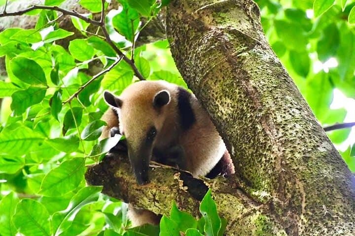 Rio Celeste & Tenorio Volcano: Hike the Blue River in Costa Rica photo 6