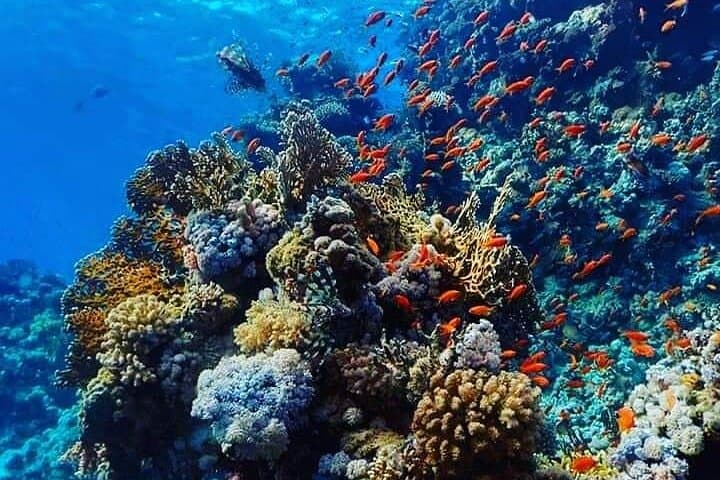Full-Day Beginner Scuba Diving in Hurghada: Two Reef Dives, Lunch & Hotel Pickup photo 5