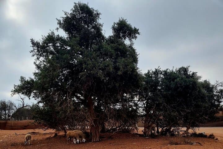 Mini Sahara Day Trip from Agadir: Small Desert, Berber Lunch & Massa Oasis photo 6
