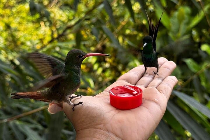 Full-Day Mindo Cloud Forest Tour: Birdwatching, Butterfly Garden & Local Lunch photo 3