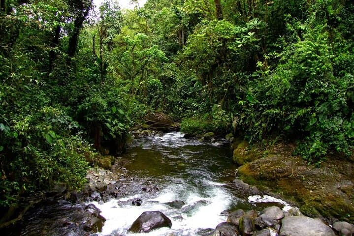 Full-Day Mindo Cloud Forest Tour: Birdwatching, Butterfly Garden & Local Lunch photo 4