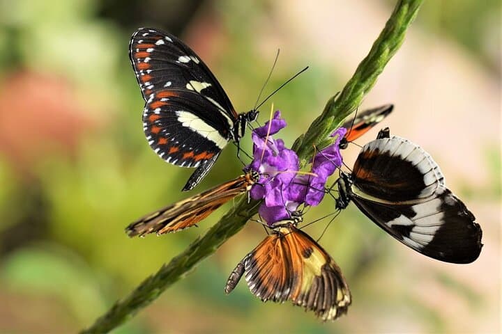Full-Day Mindo Cloud Forest Tour: Birdwatching, Butterfly Garden & Local Lunch photo 6