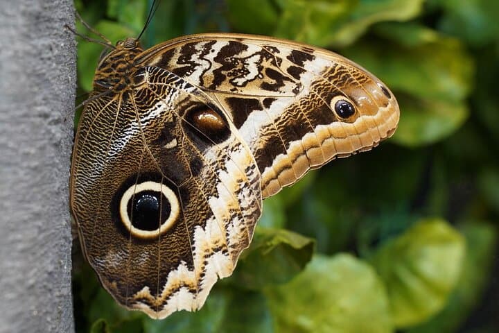 Full-Day Mindo Cloud Forest Tour: Birdwatching, Butterfly Garden & Local Lunch photo 2