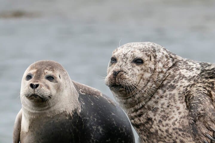 Snæfellsnes Peninsula Tour: Seal Encounters, Basalt Cliffs & Kirkjufell Day Trip