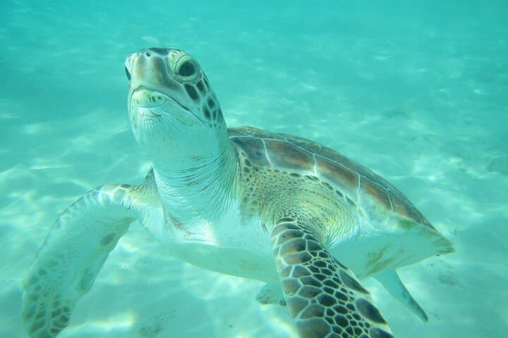 Barbados Catamaran Turtle & Shipwreck Snorkeling Cruise on the West Coast photo 3
