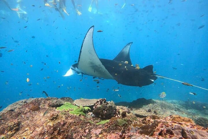 Nusa Penida Snorkeling — Manta Point & Island Day Trip photo 4