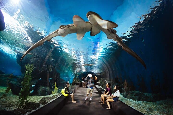 Explore SEA LIFE Bangkok Ocean World: Tickets, Tips & What to Expect photo 5