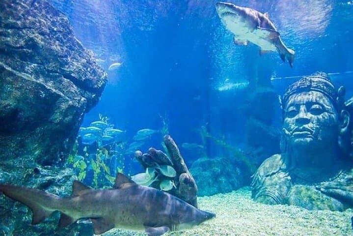 Explore SEA LIFE Bangkok Ocean World: Tickets, Tips & What to Expect