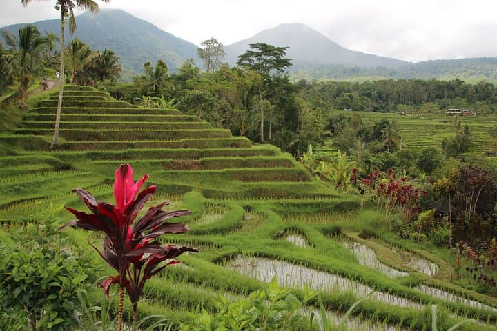 Ubud Essentials: Temple Rituals, Rice-Terrace Walks & Jungle Waterfall Swim photo 5