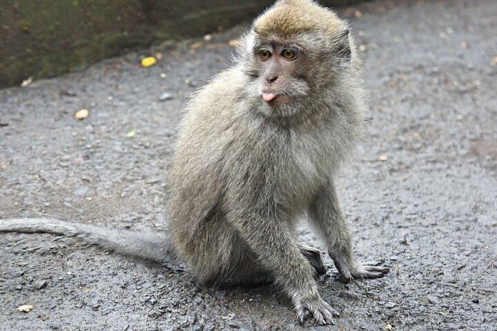 Bali Jungle Adventure: Swing Heaven, Sangeh Monkey Forest & Taman Ayun Temple photo 6