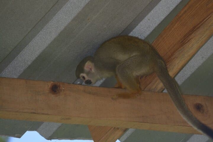 Puerto Plata Monkey Home Tour — Feed Squirrel Monkeys and Visit Coffee, Cacao & Mamajuana Farms photo 3