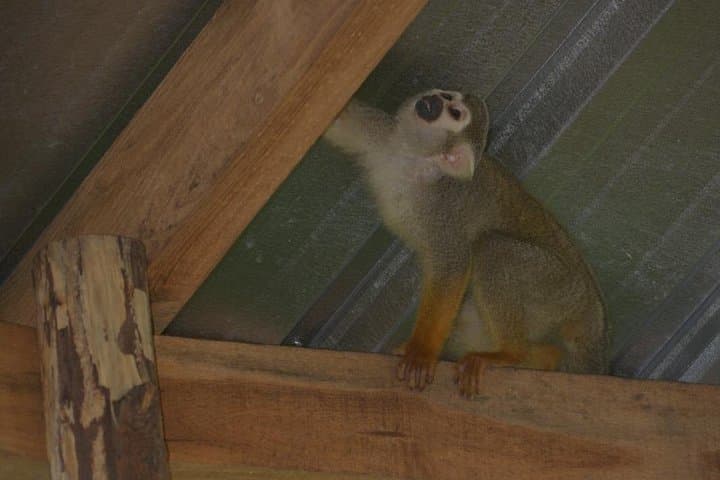 Puerto Plata Monkey Home Tour — Feed Squirrel Monkeys and Visit Coffee, Cacao & Mamajuana Farms photo 4