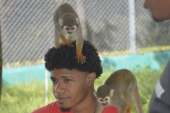 Puerto Plata Monkey Home Tour — Feed Squirrel Monkeys and Visit Coffee, Cacao & Mamajuana Farms photo 2