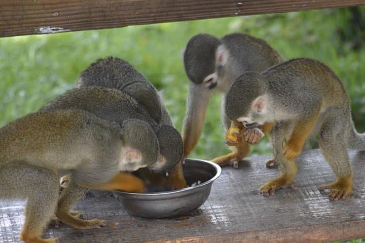 Puerto Plata Monkey Home Tour — Feed Squirrel Monkeys and Visit Coffee, Cacao & Mamajuana Farms photo 1