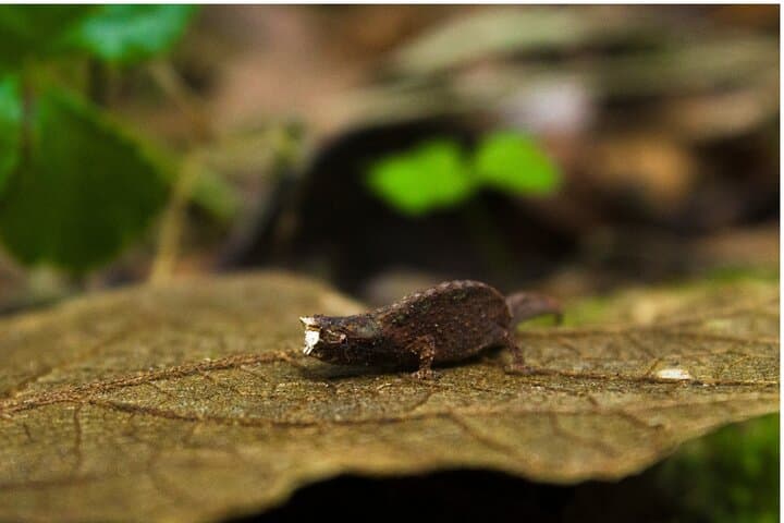 Diego Suarez Shore Excursions: Amber Mountain, Red Tsingy & Three Bays (Half-Day) photo 6