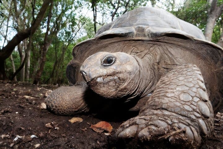 Prison Island Snorkeling and Tortoise Encounter — Day Trip from Stone Town photo 2