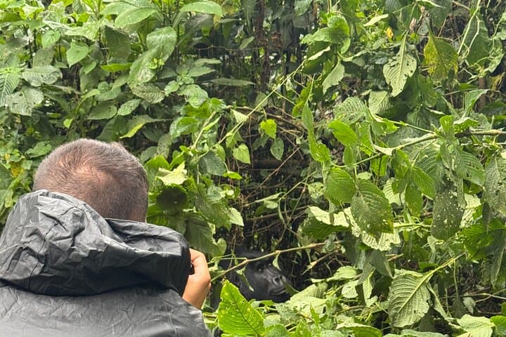 Gorilla Trekking in Uganda’s Bwindi: Rushaga Multi-Day Safari Guide photo 6