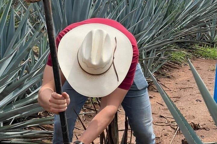 Premium Tequila Route: Agave Fields, Distillery & Volcano View Tour photo 2