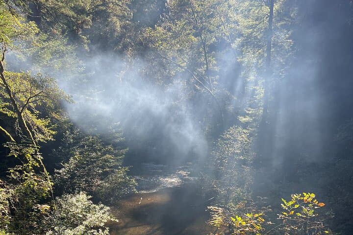 Sacred Salmon Spawning Walk: Fairfax Redwoods Wildlife Immersion photo 5