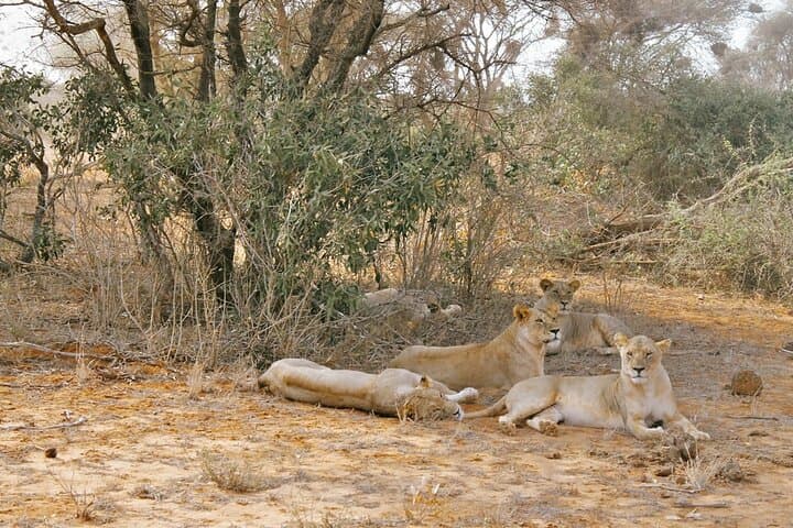 4-Day Kenya Safari: Amboseli, Taita Hills & Diani Beach Adventure