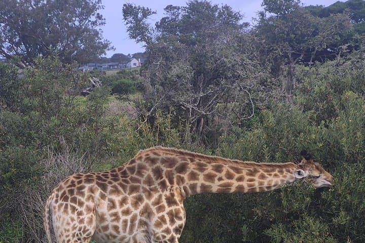Kragga Kamma Game Park Safari — Port Elizabeth Wildlife Drive